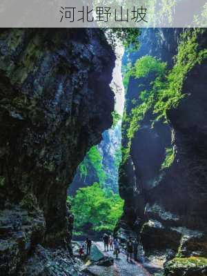 河北野山坡