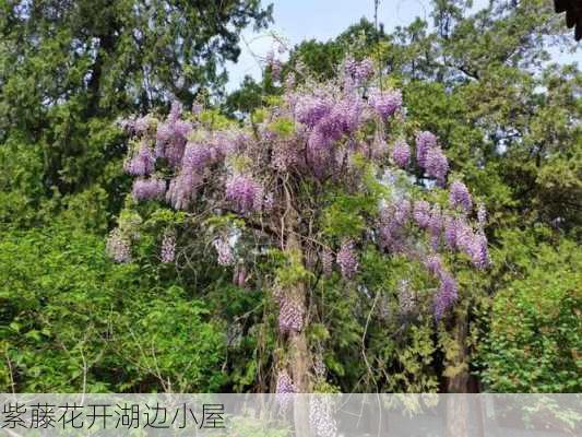 紫藤花开湖边小屋