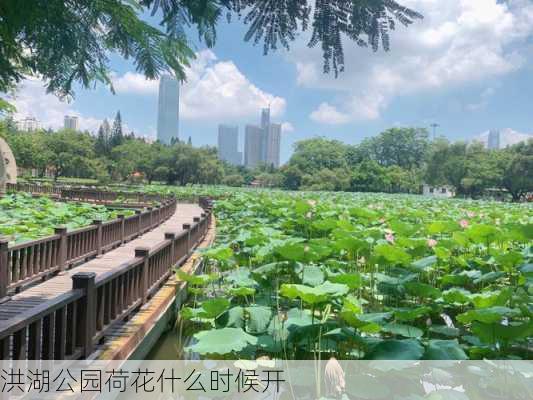 洪湖公园荷花什么时候开