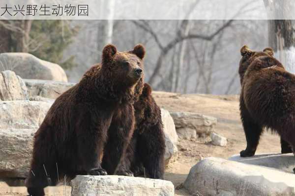 大兴野生动物园