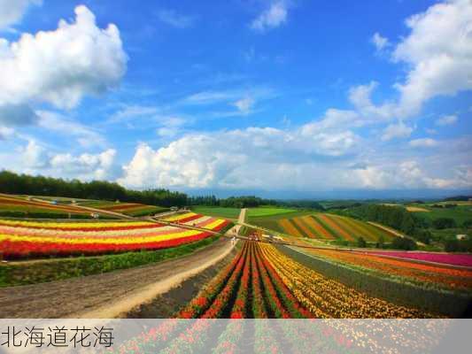 北海道花海