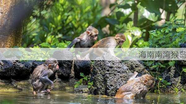 海南南湾猴岛