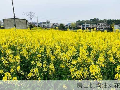 房山长沟油菜花