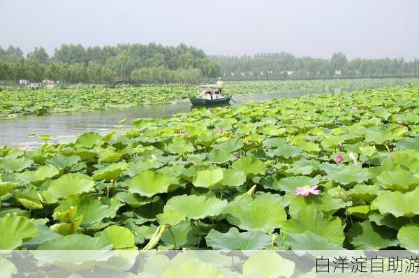 白洋淀自助游