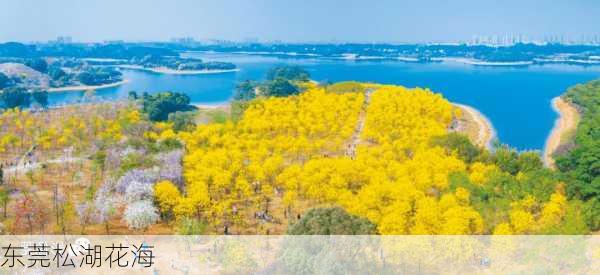 东莞松湖花海