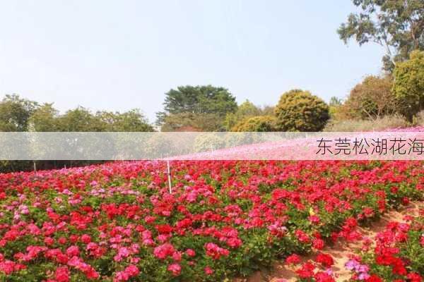 东莞松湖花海