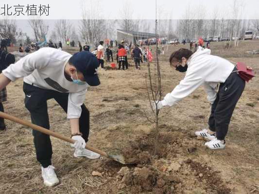 北京植树