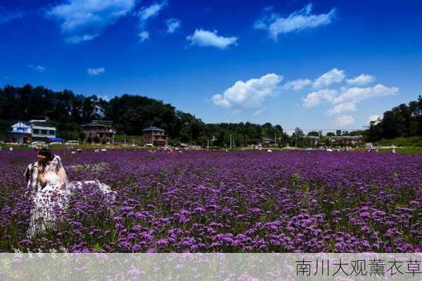 南川大观薰衣草