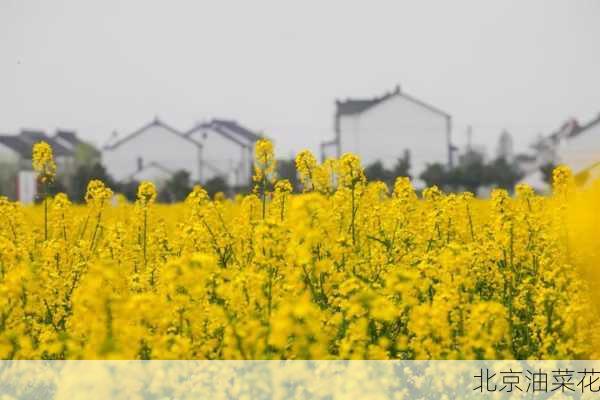 北京油菜花