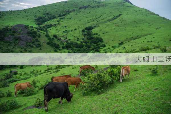 大姆山草场