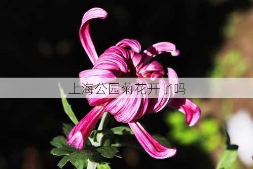 上海公园菊花开了吗