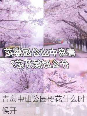 青岛中山公园樱花什么时候开